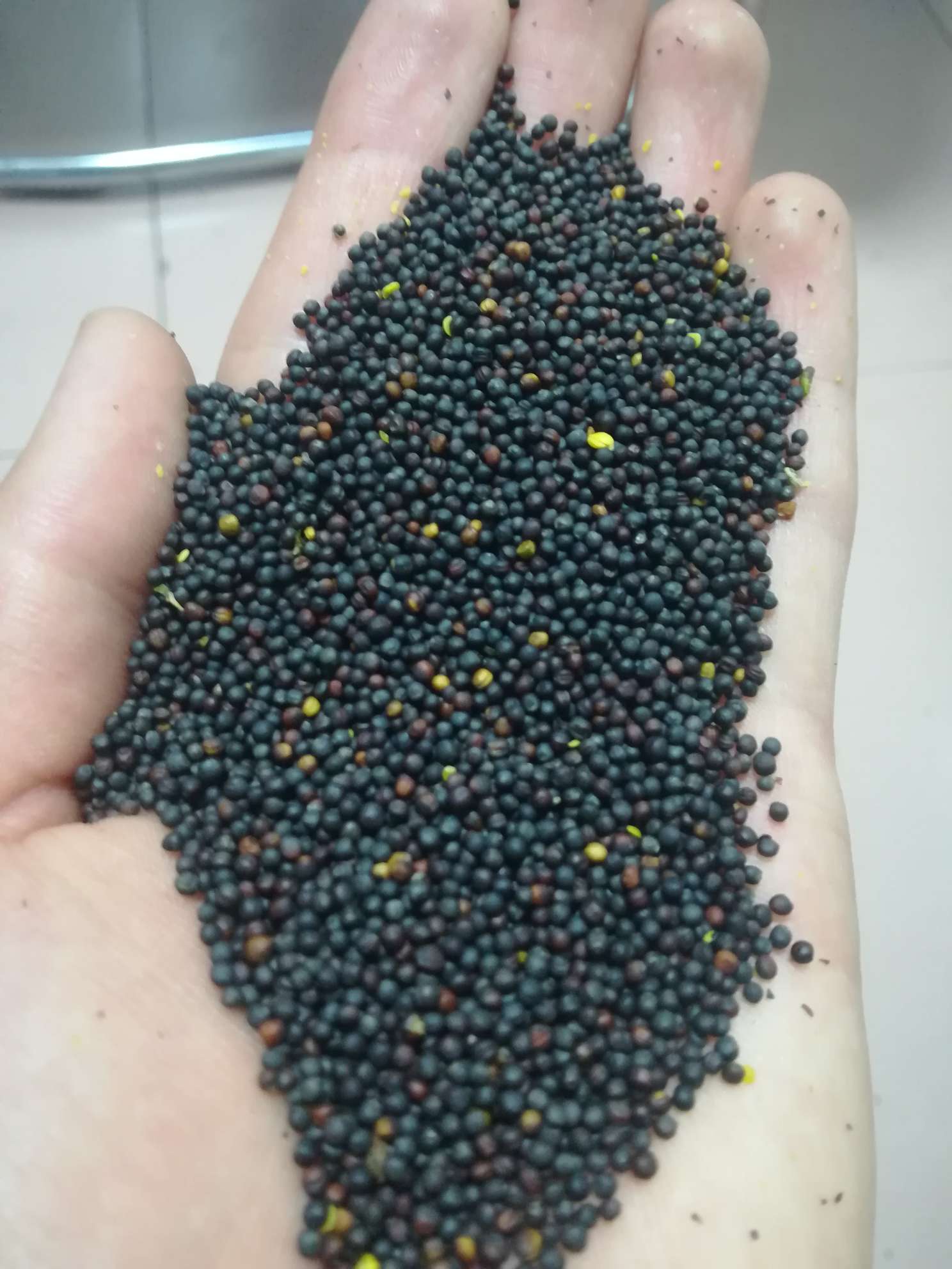 优质-俄罗斯黑菜籽