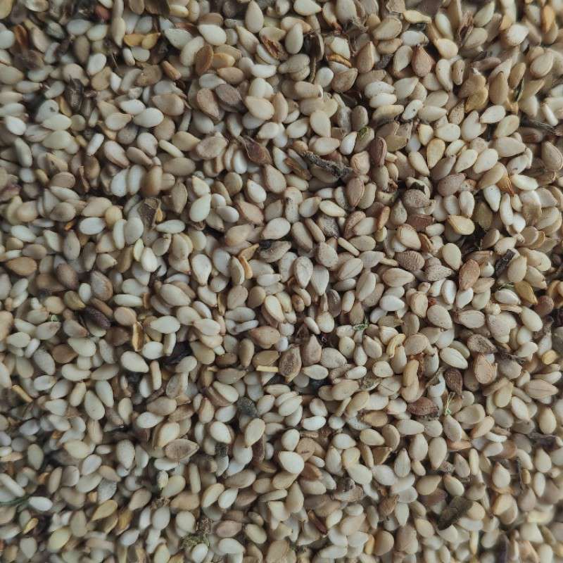 出售尼日尔白芝麻一级