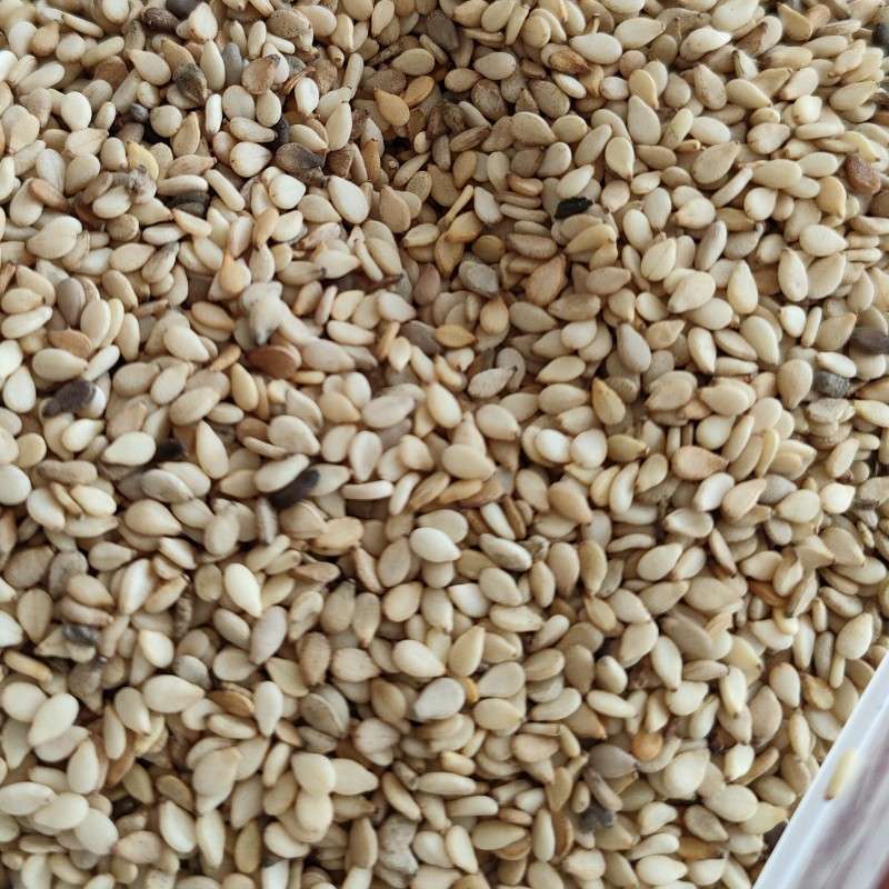 出售尼日尔白芝麻一级