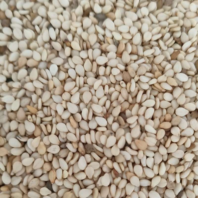 出售尼日尔白芝麻一级