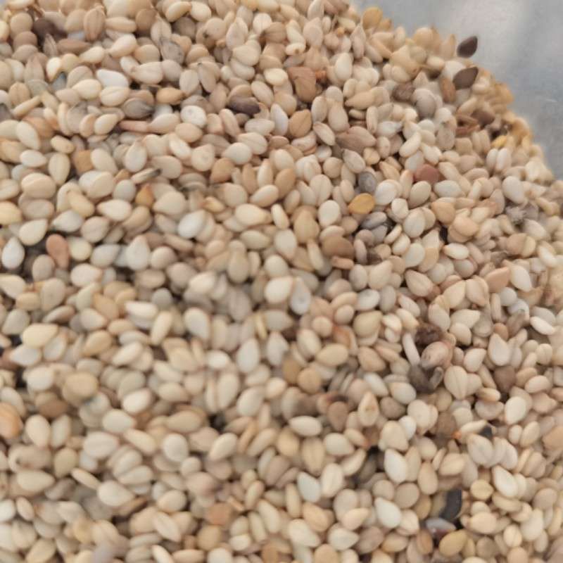 出售坦桑尼亚白芝麻一级