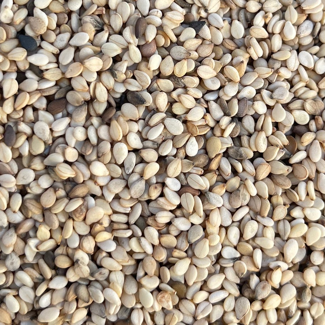 出售坦桑尼亚白芝麻一级