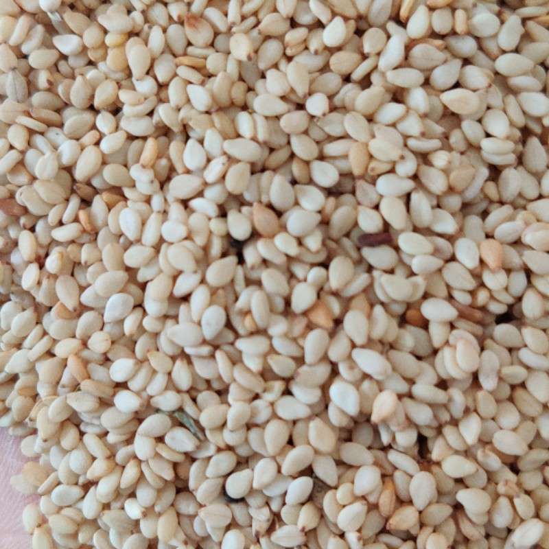 出售埃塞白芝麻一级