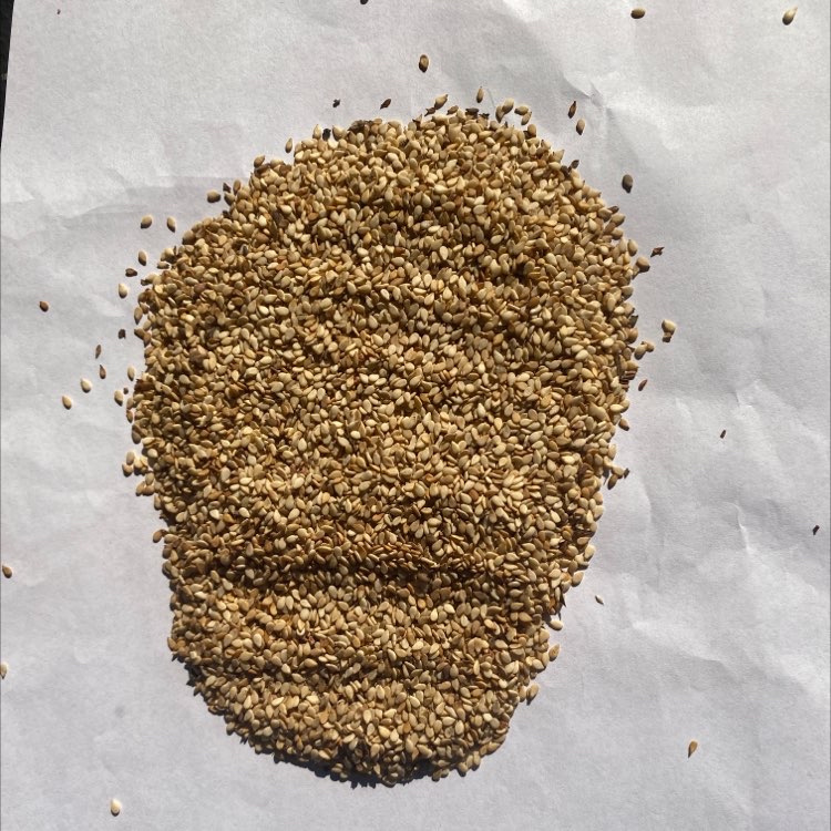 出售尼日尔白芝麻一级