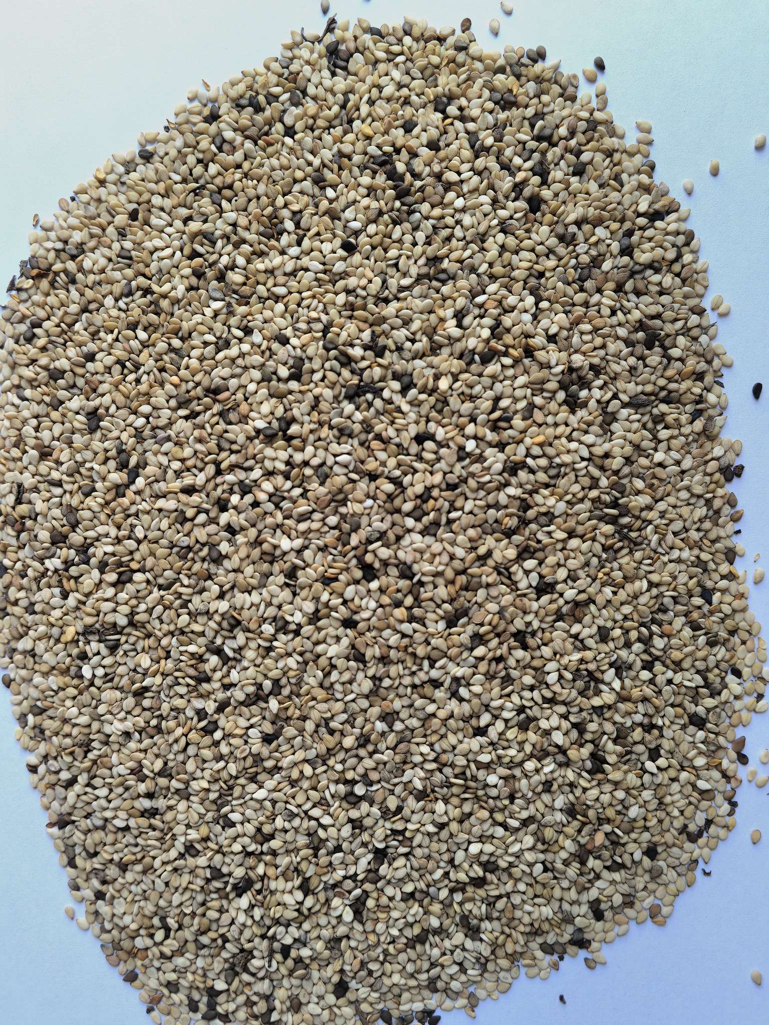 出售莫桑比克白芝麻一级