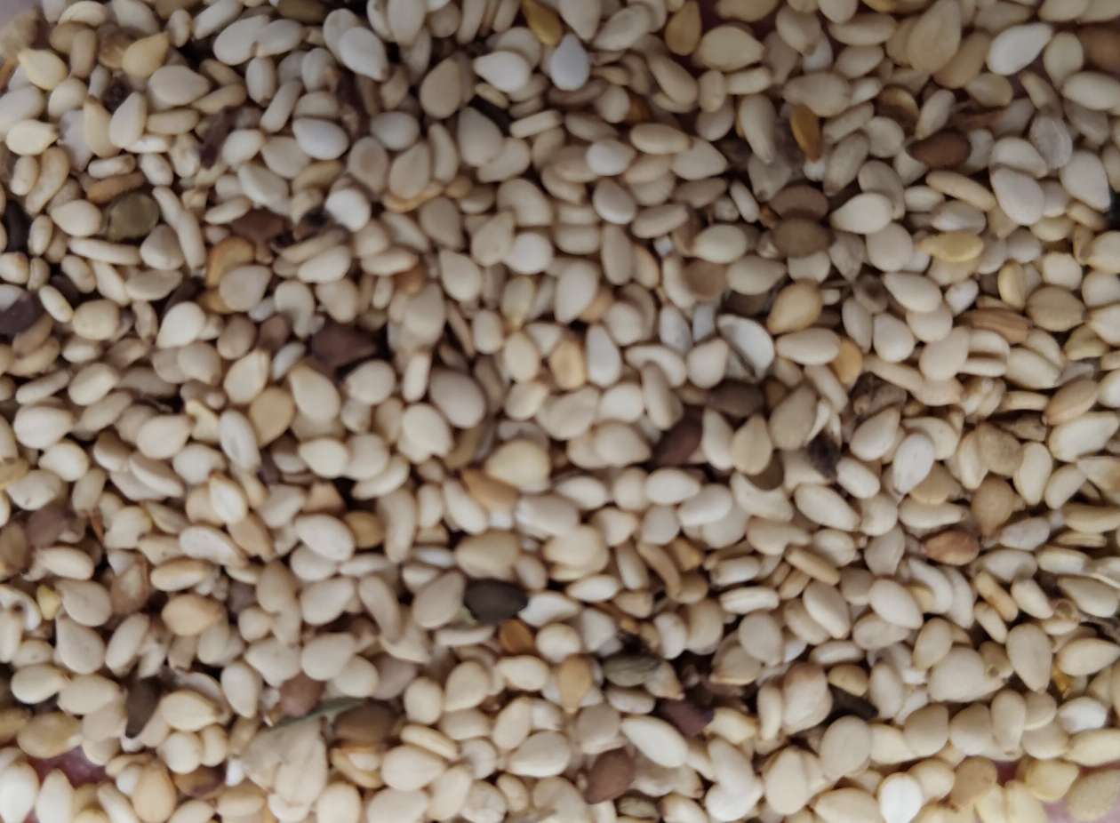 出售多哥白芝麻一级