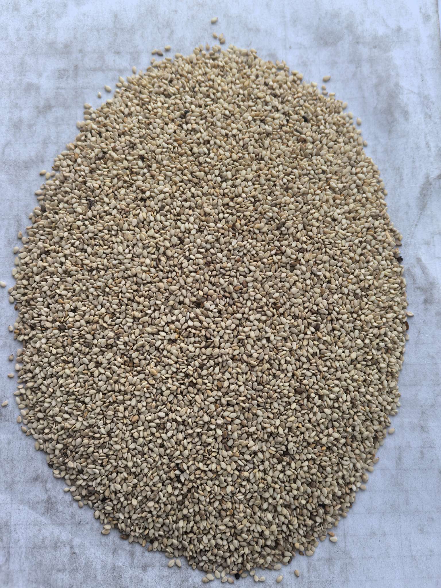 出售尼日尔白芝麻一级