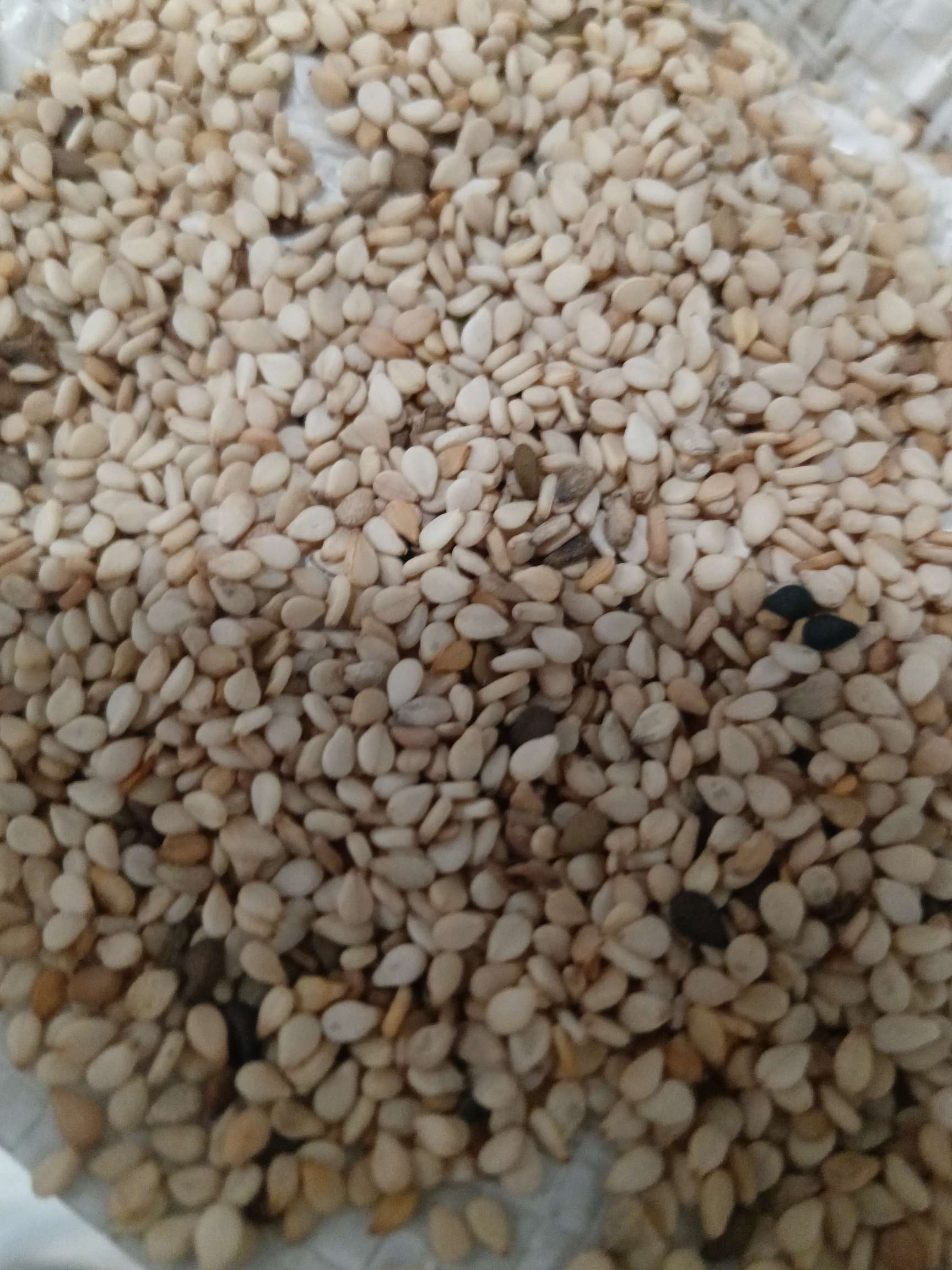 出售多哥白芝麻一级