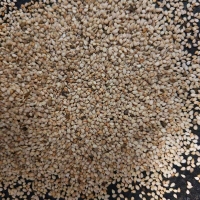 白袋子中国青岛一号交割仓尼日尔一级白芝麻