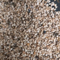 雄星中国青岛二号交割仓坦桑一级白芝麻