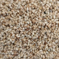 沃伦西中外运坦桑尼亚一级白芝麻