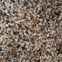 白袋子中国青岛一号交割仓尼日尔一级白芝麻