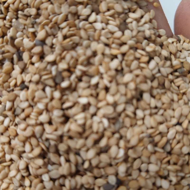 白袋子中国青岛一号交割仓坦桑一级白芝麻