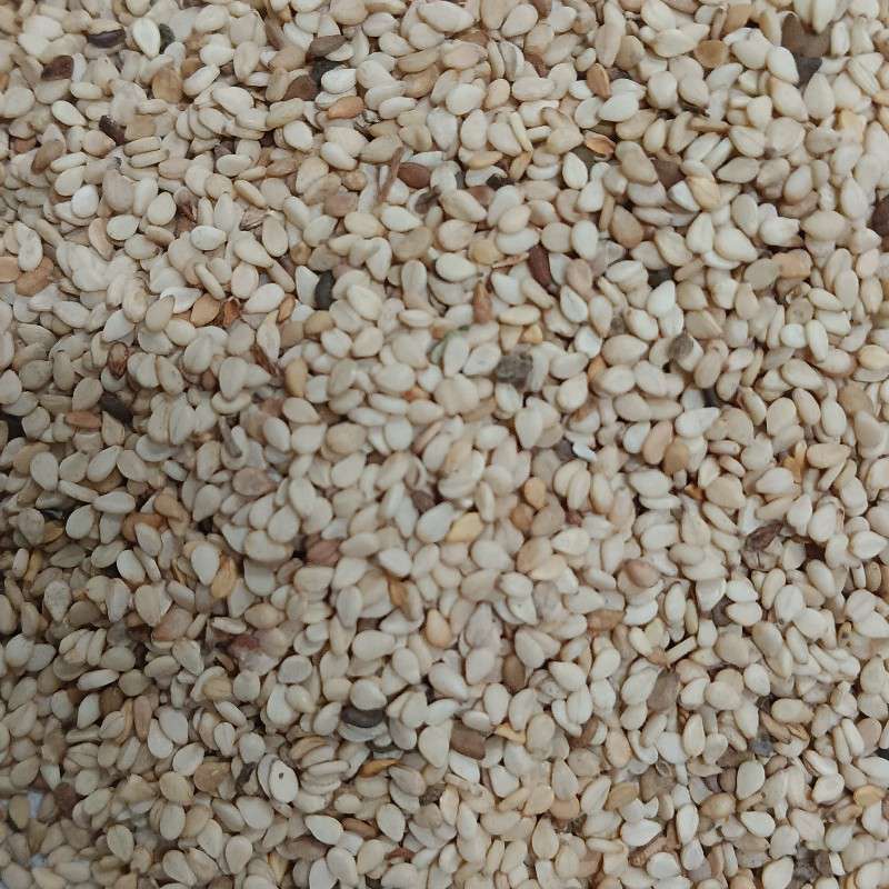 萌鸡中国青岛一号交割仓尼日尔一级白芝麻