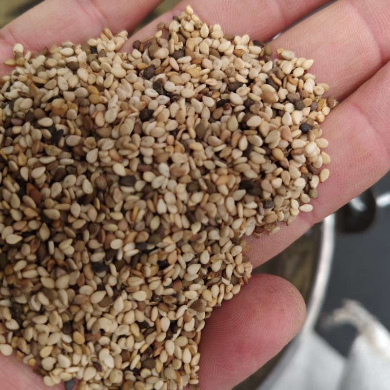 白袋子中国青岛一号交割仓多哥一级白芝麻