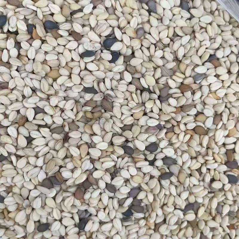 大地鑫润丰莫桑比克一级白芝麻