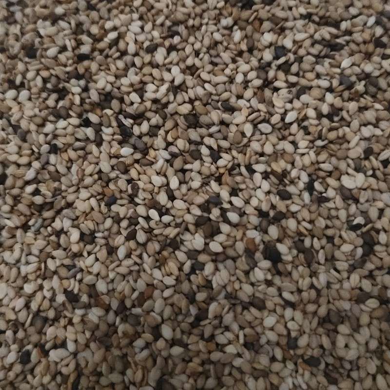 粉白条鑫润丰莫桑比克一级白芝麻