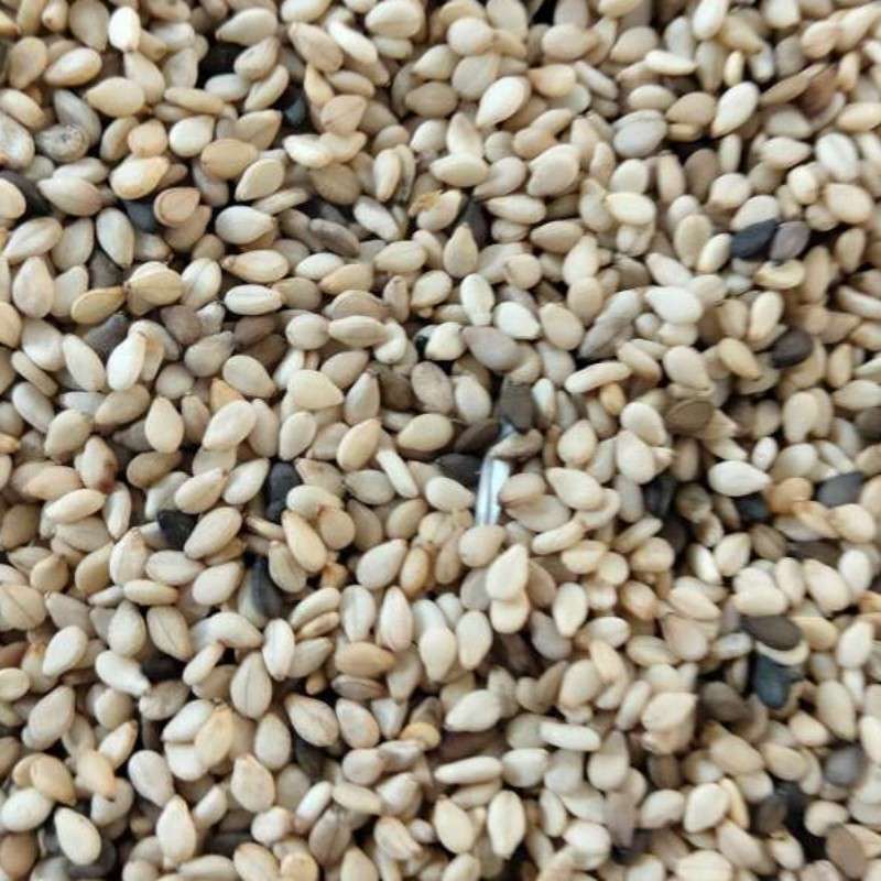 芝麻树中国青岛一号交割仓莫桑比克一级白芝麻